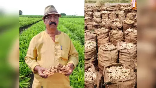 Turmeric Case Study