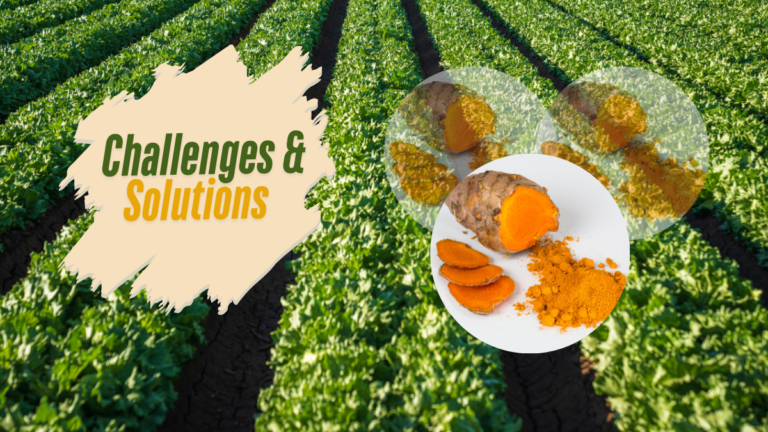 Turmeric solutions