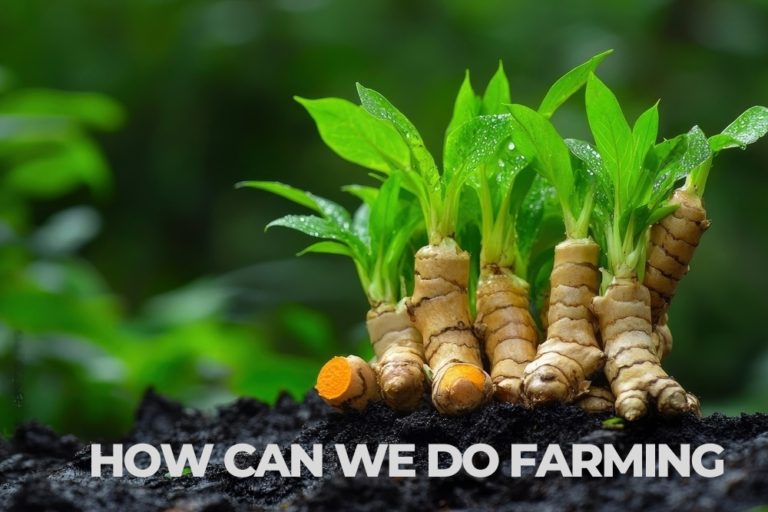 Top 01 Turmeric Type in Maharashtra | Find the Best for You
